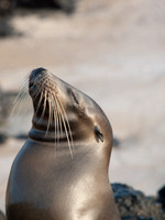 Sea Lion