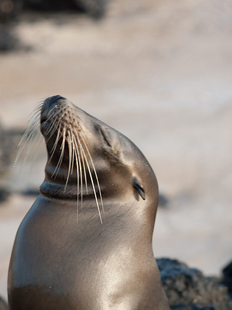 Sea Lion