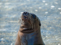 Sea Lion