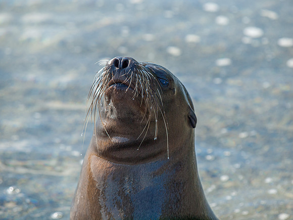 Sea Lion