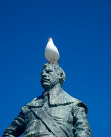 Nelson - Seagull on Tasman