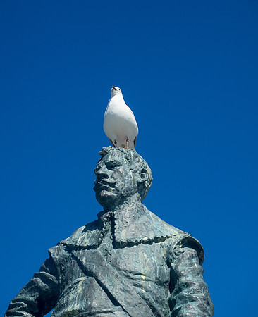 Nelson - Seagull on Tasman