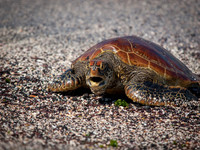 Hawksbill Turtle