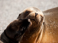 Sea Lions