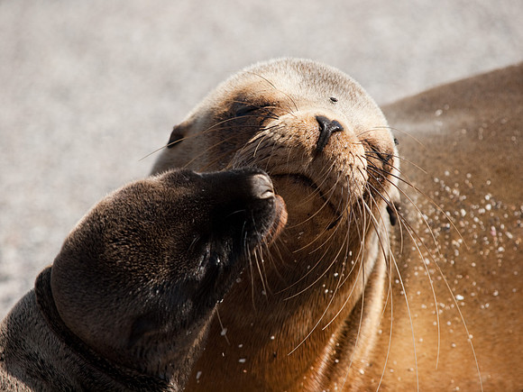 Sea Lions