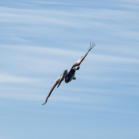 Pelican Diviing