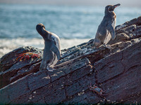 Penguins