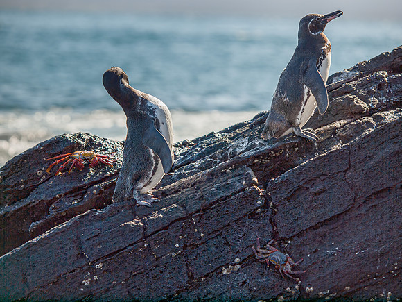 Penguins