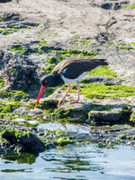 Oystercatcher