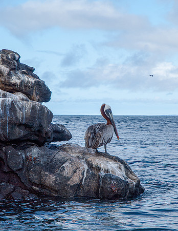 Pelican