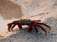 Sally Lighfoot Crab