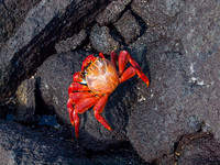 Sally Lighfoot Crab