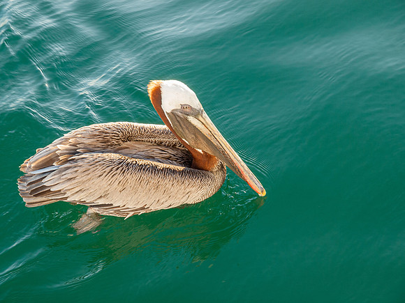Pelican Swimming