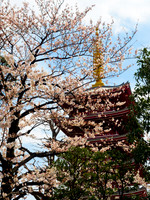 Shiro-ji Temple & Sakura