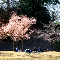 Kanazawa - Sakura