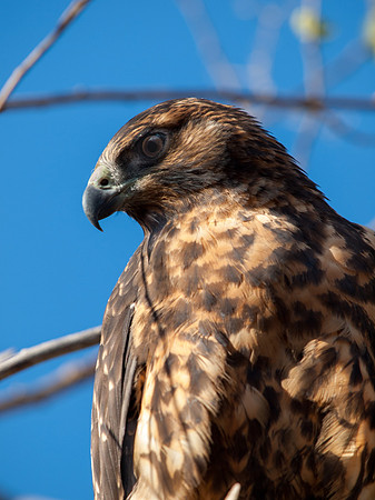 Galapagos Hawk