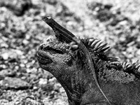 Marine Iguana