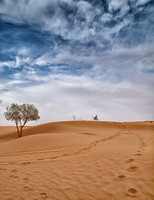 Conemplating the Desert