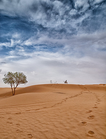 Conemplating the Desert