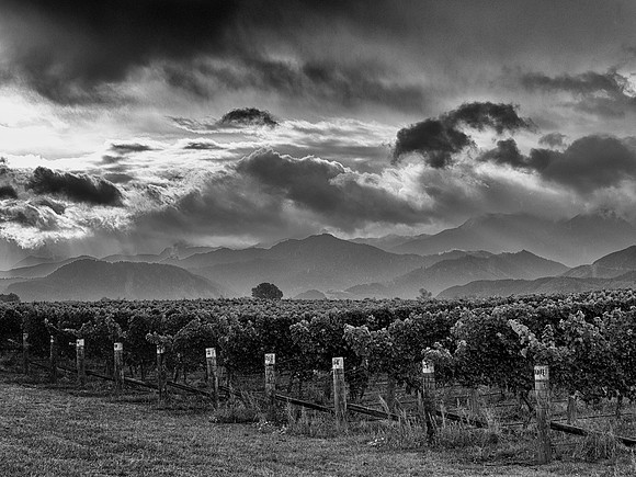 Rapaura - Stoneleigh Vineyard
