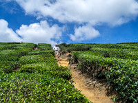 Cameron Highlands - Tea Plantation