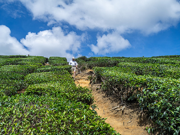 Cameron Highlands - Tea Plantation