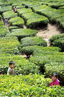 Cameron Highlands - Tea Plantation