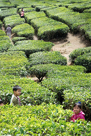 Cameron Highlands - Tea Plantation