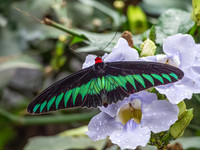 Cameron Highlands - Butterfly Centre
