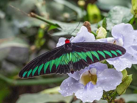 Cameron Highlands - Butterfly Centre