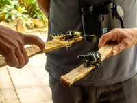 Cameron Highlands - Butterfly Centre