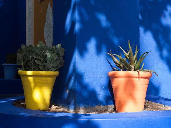 Marrakech - Jardin Majorelle