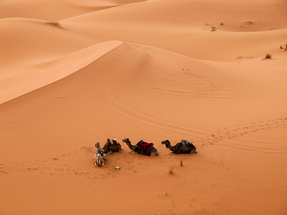 Desert