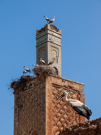 Fez - Stork Tower