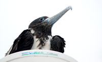 Frigate Bird