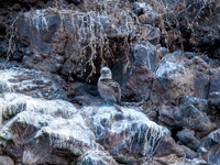 Blue-footed Boobies
