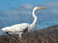 Egret