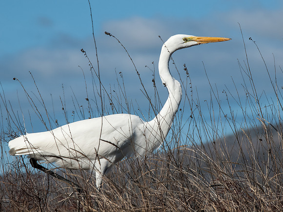 Egret