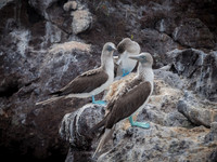 Blue-footed Boobies