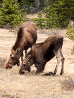 Cnadian Rockies - Moose