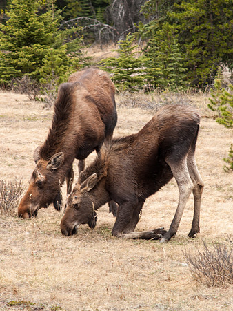 Cnadian Rockies - Moose