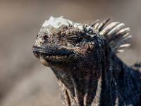 Marine Iguana