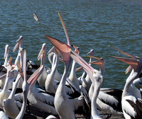 Pelican Feeding at The Entrance