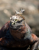 Marine Iguana