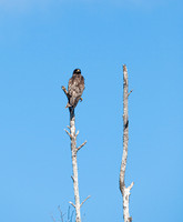 Galapagos Hawk