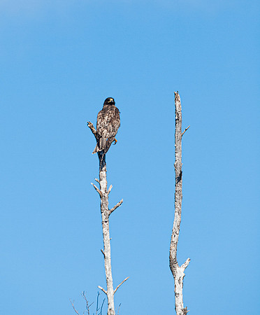 Galapagos Hawk