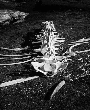 Whale Skeleton